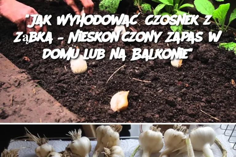 "Jak Wyhodować Czosnek z Ząbka – Nieskończony Zapas w Domu lub na Balkonie"