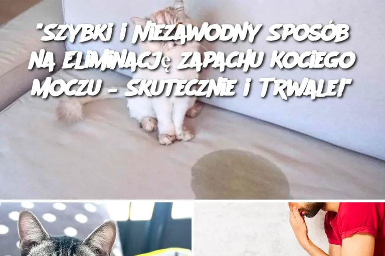 "Szybki i Niezawodny Sposób na Eliminację Zapachu Kociego Moczu – Skutecznie i Trwale!"