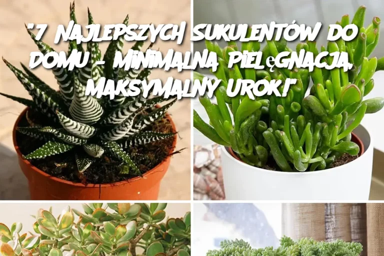 "7 Najlepszych Sukulentów do Domu – Minimalna Pielęgnacja, Maksymalny Urok!"