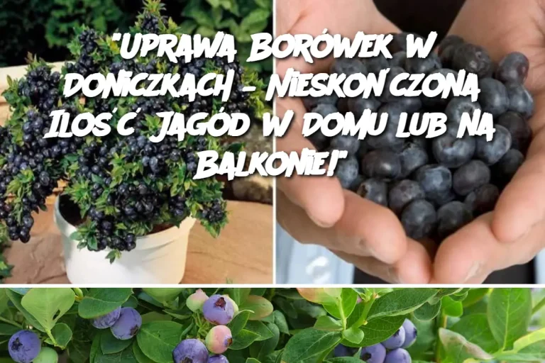 "Uprawa Borówek w Doniczkach – Nieskończona Ilość Jagód w Domu lub na Balkonie!"