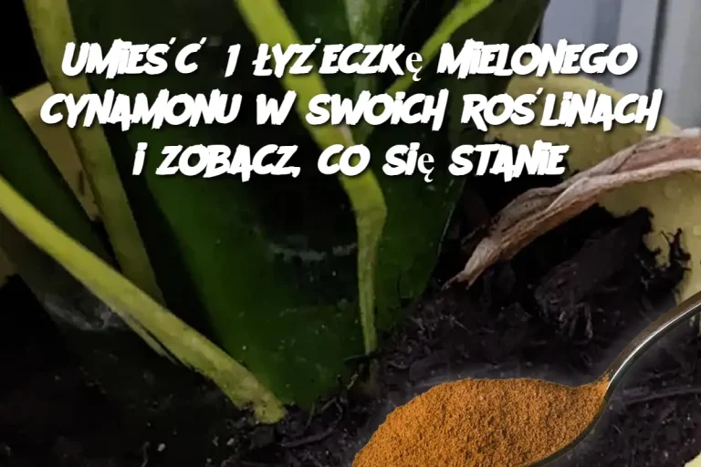 Umieść 1 łyżeczkę mielonego cynamonu w swoich roślinach i zobacz, co się stanie