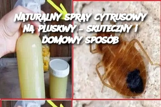 Naturalny spray cytrusowy na pluskwy – skuteczny i domowy sposób