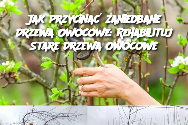 Jak Przycinać Zaniedbane Drzewa Owocowe: Rehabilituj Stare Drzewa Owocowe