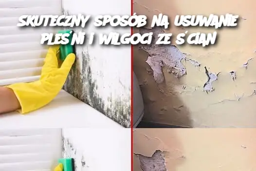 Skuteczny sposób na usuwanie pleśni i wilgoci ze ścian