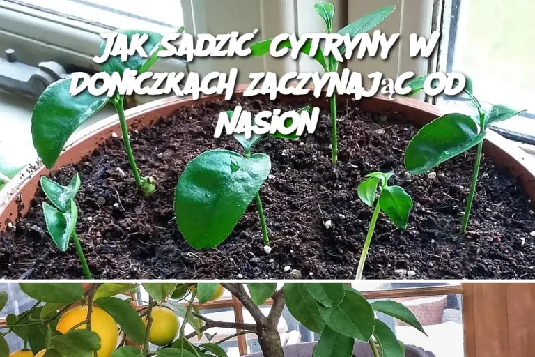 Jak Sadzić Cytryny w Doniczkach Zaczynając od Nasion