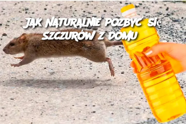 Jak Naturalnie Pozbyć się Szczurów z Domu?