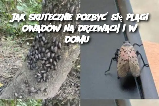 Jak skutecznie pozbyć się plagi owadów na drzewach i w domu?