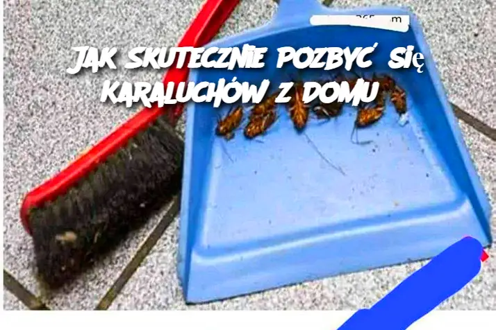 Jak Skutecznie Pozbyć się Karaluchów z Domu?