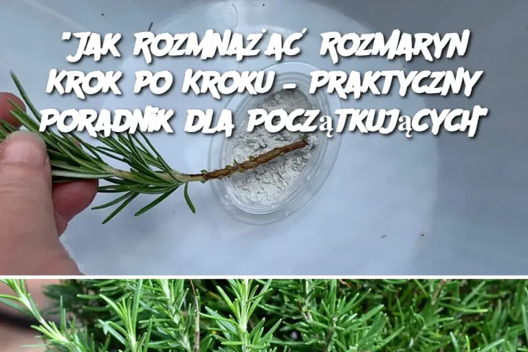 "Jak Rozmnażać Rozmaryn Krok po Kroku – Praktyczny Poradnik dla Początkujących"