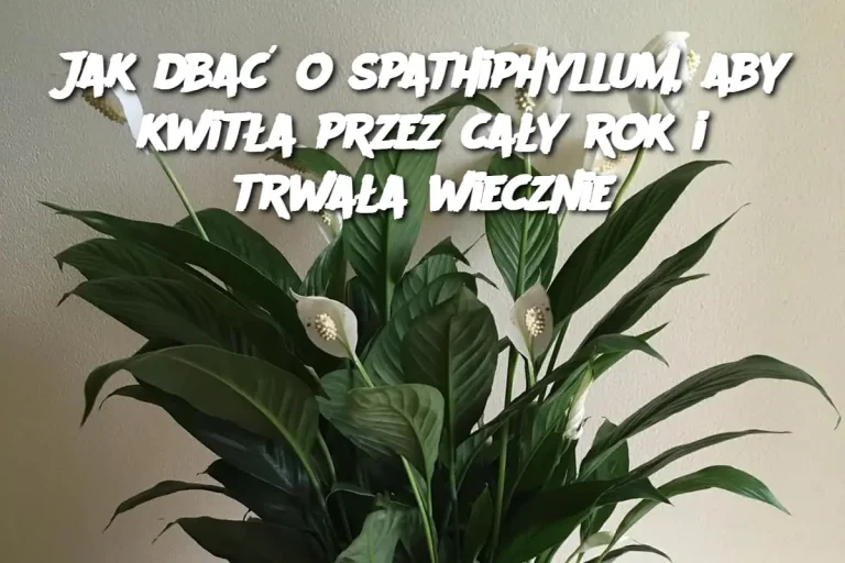 Jak dbać o spathiphyllum, aby kwitła przez cały rok i trwała wiecznie