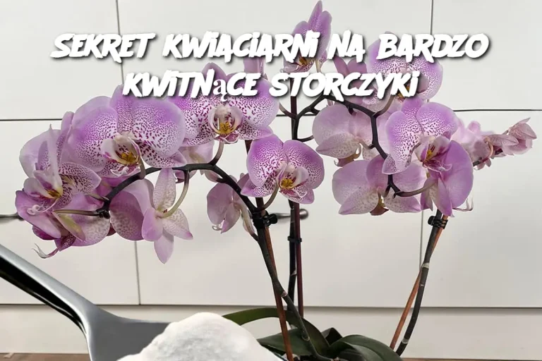 Sekret kwiaciarni na bardzo kwitnące storczyki