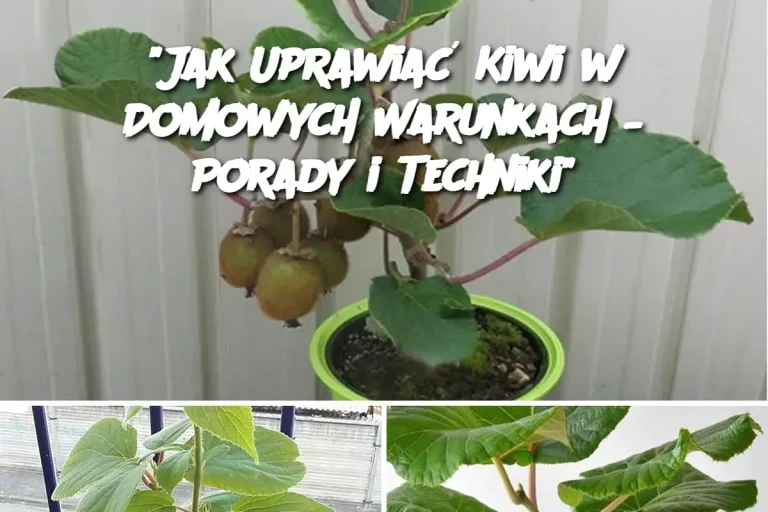 "Jak Uprawiać Kiwi w Domowych Warunkach – Porady i Techniki"