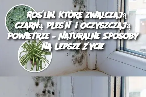 6 Roślin, Które Zwalczają Czarną Pleśń i Oczyszczają Powietrze – Naturalne Sposoby na Lepsze Życie