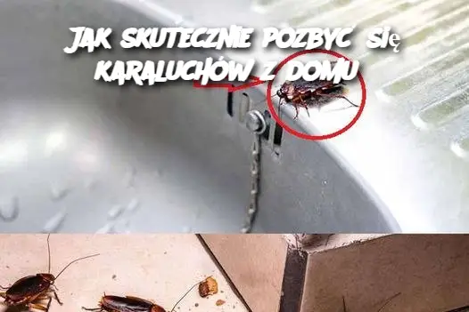 Jak skutecznie pozbyć się karaluchów z domu?