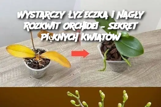 Wystarczy Łyżeczka i Nagły Rozkwit Orchidei – Sekret Pięknych Kwiatów