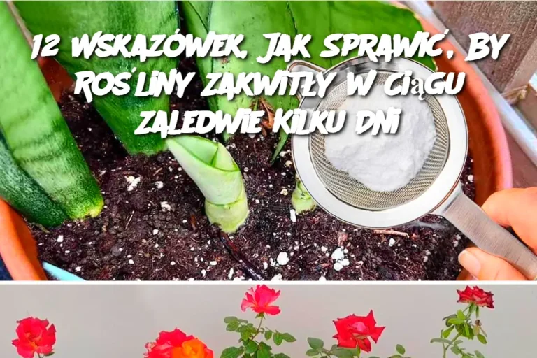 12 Wskazówek, Jak Sprawić, By Rośliny Zakwitły w Ciągu Zaledwie Kilku Dni