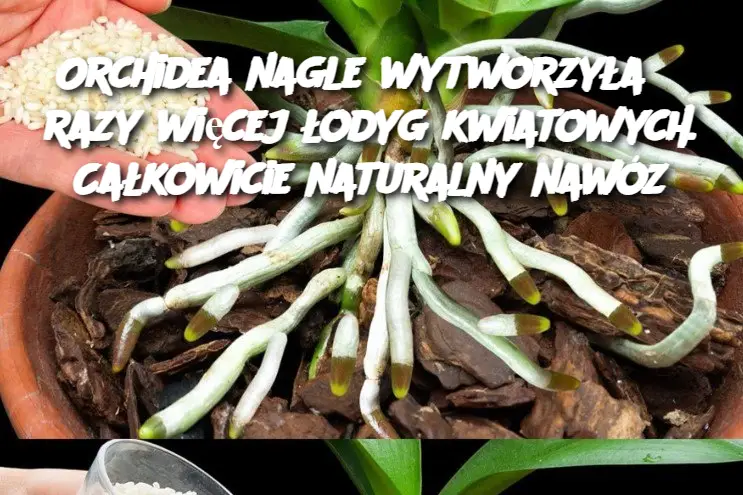 Orchidea nagle wytworzyła 5 razy więcej łodyg kwiatowych. Całkowicie naturalny nawóz