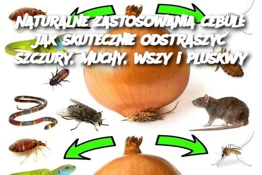 Naturalne zastosowania cebuli: Jak skutecznie odstraszyć szczury, muchy, wszy i pluskwy