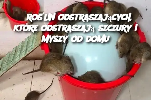 6 roślin odstraszających, które odstraszają szczury i myszy od domu