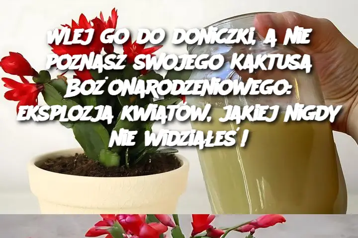 Wlej go do doniczki, a nie poznasz swojego Kaktusa Bożonarodzeniowego: eksplozja kwiatów, jakiej nigdy nie widziałeś!