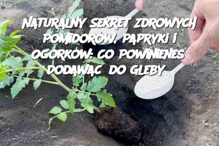 Naturalny Sekret Zdrowych Pomidorów, Papryki i Ogórków: Co Powinieneś Dodawać do Gleby?