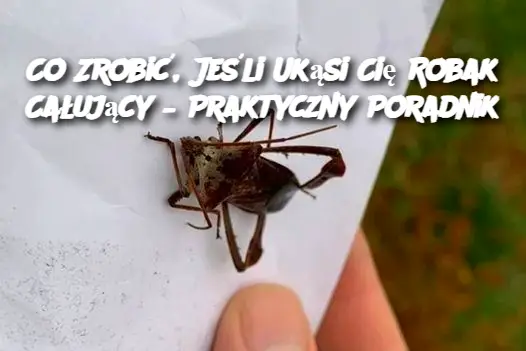 Co Zrobić, Jeśli Ukąsi Cię Robak Całujący – Praktyczny Poradnik