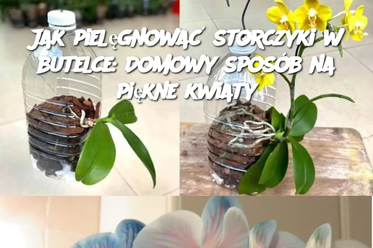 Jak pielęgnować storczyki w butelce: Domowy sposób na piękne kwiaty