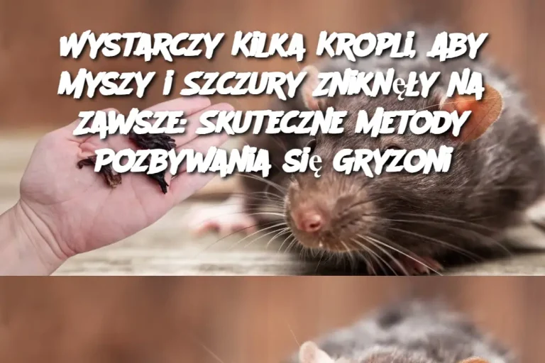 Wystarczy Kilka Kropli, Aby Myszy i Szczury Zniknęły na Zawsze: Skuteczne Metody Pozbywania się Gryzoni