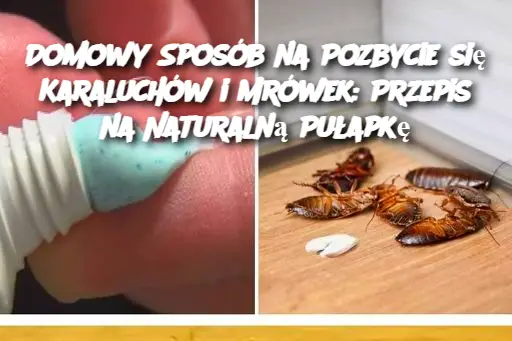 Domowy Sposób na Pozbycie się Karaluchów i Mrówek: Przepis na Naturalną Pułapkę