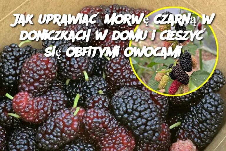 Jak uprawiać morwę czarną w doniczkach w domu i cieszyć się obfitymi owocami