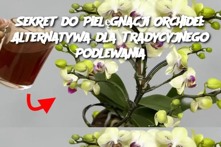 Sekret do Pielęgnacji Orchidei: Alternatywa dla Tradycyjnego Podlewania