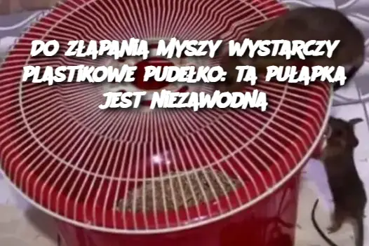 Do złapania myszy wystarczy plastikowe pudełko: ta pułapka jest niezawodna