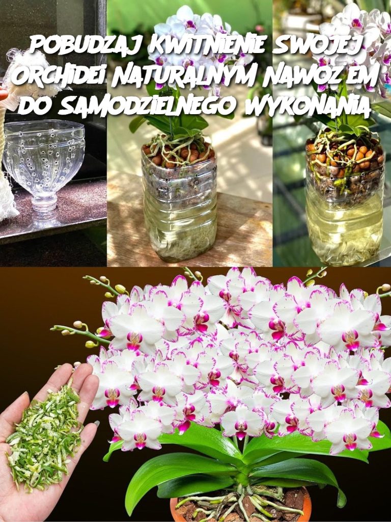 Pobudzaj Kwitnienie Swojej Orchidei Naturalnym Nawożem do Samodzielnego Wykonania