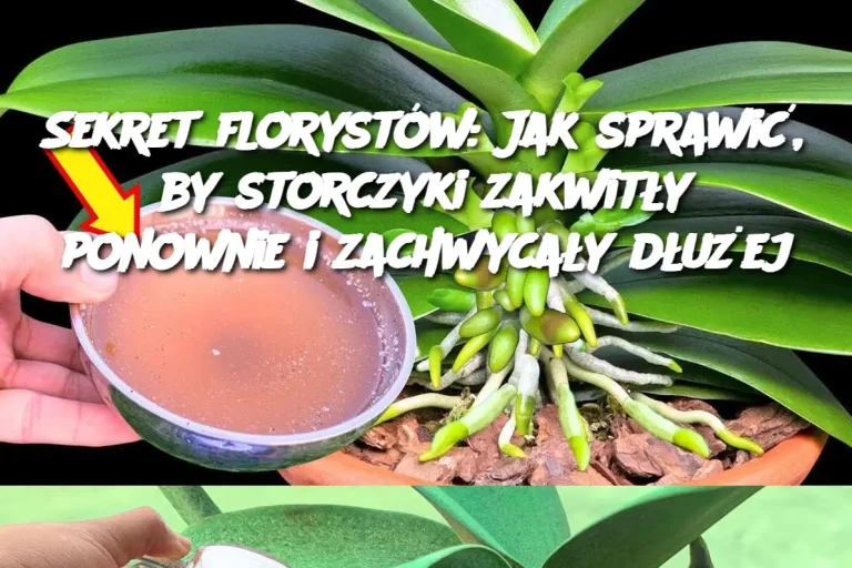 Sekret florystów: Jak sprawić, by storczyki zakwitły ponownie i zachwycały dłużej