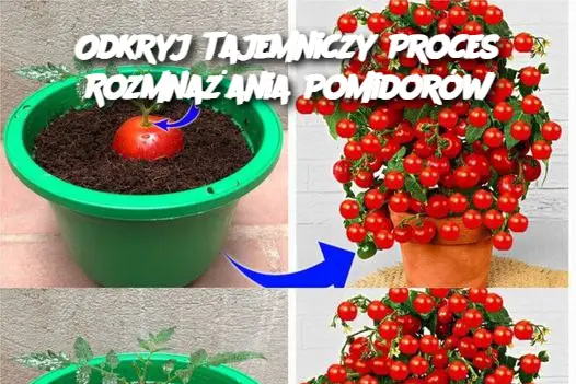 Odkryj Tajemniczy Proces Rozmnażania Pomidorów