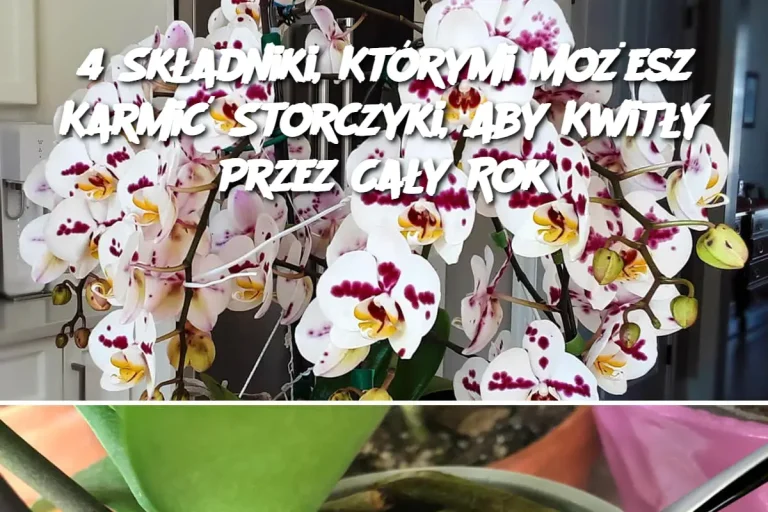 4 Składniki, Którymi Możesz Karmić Storczyki, Aby Kwitły Przez Cały Rok