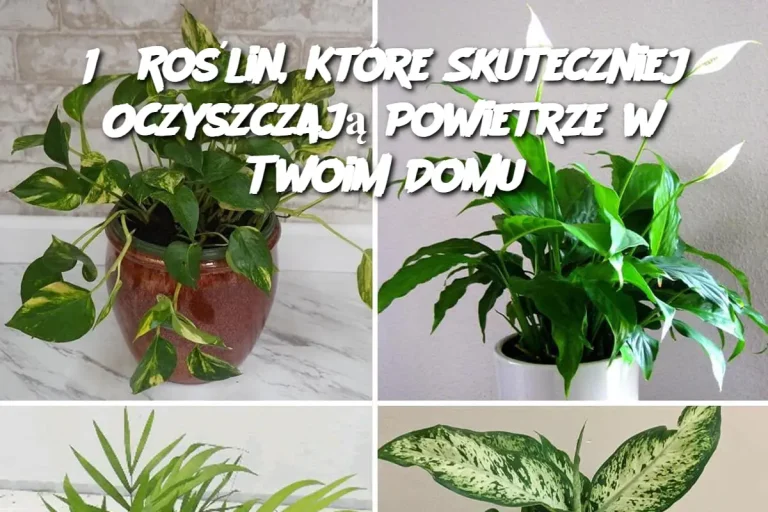 15 Roślin, Które Skuteczniej Oczyszczają Powietrze w Twoim Domu