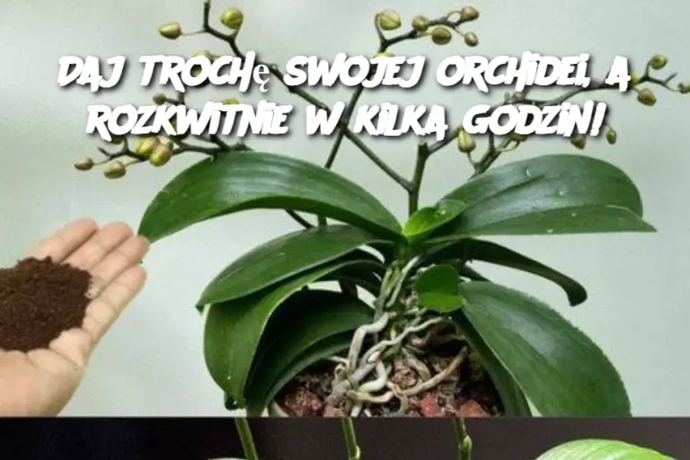 Daj trochę swojej orchidei, a rozkwitnie w kilka godzin!