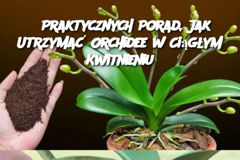 6 Praktycznych Porad, Jak Utrzymać Orchidee w Ciągłym Kwitnieniu