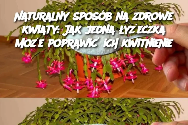 Naturalny sposób na zdrowe kwiaty: Jak jedna łyżeczka może poprawić ich kwitnienie