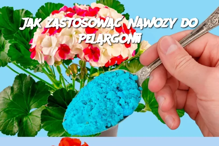 Jak Zastosować Nawozy do Pelargonii