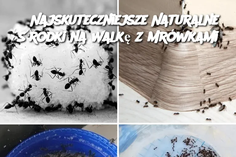 3 Najskuteczniejsze Naturalne Środki na Walkę z Mrówkami