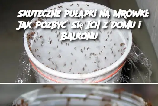 3 Skuteczne Pułapki na Mrówki: Jak Pozbyć Się Ich z Domu i Balkonu