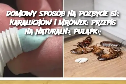 Domowy Sposób na Pozbycie się Karaluchów i Mrówek: Przepis na Naturalną Pułapkę