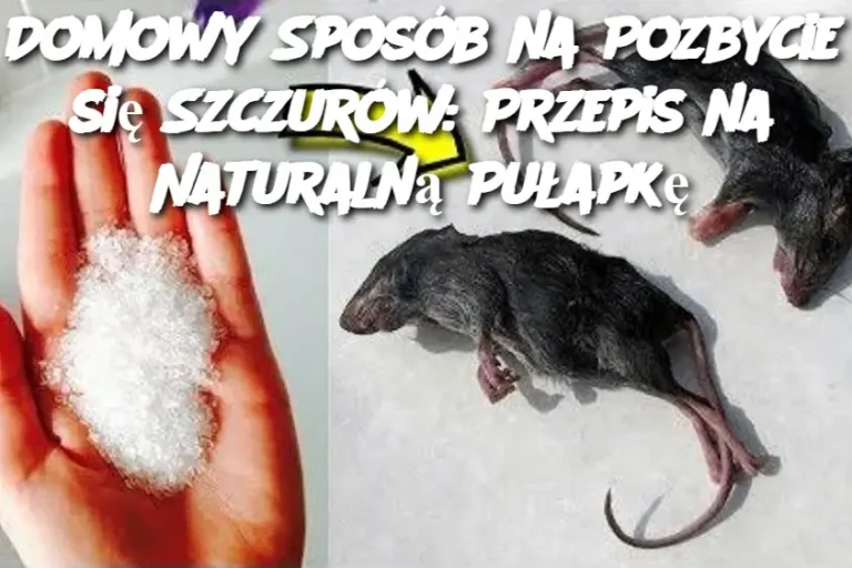 Domowy Sposób na Pozbycie się Szczurów: Przepis na Naturalną Pułapkę