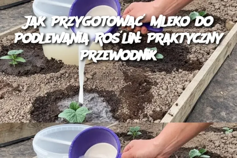 Jak Przygotować Mleko do Podlewania Roślin: Praktyczny Przewodnik