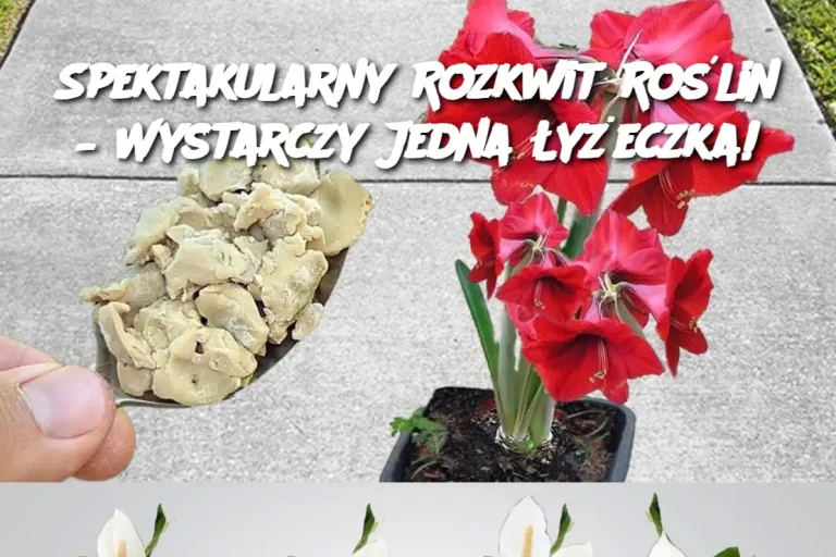 Spektakularny Rozkwit Roślin – Wystarczy Jedna Łyżeczka!