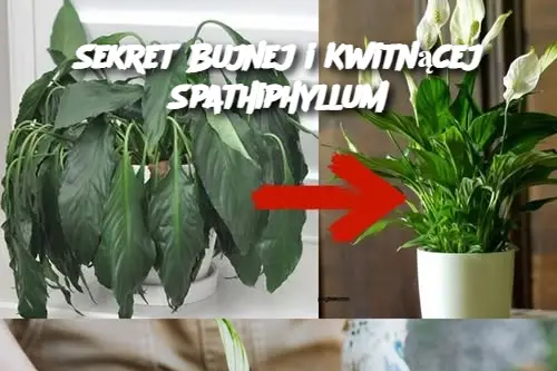 Sekret Bujnej i Kwitnącej Spathiphyllum