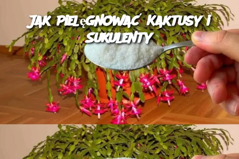 Jak Pielęgnować Kaktusy i Sukulenty