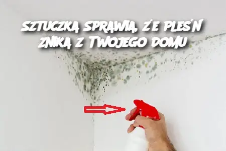 Sztuczka Sprawia, że Pleśń Znika z Twojego Domu